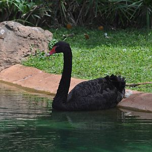 Black Swan