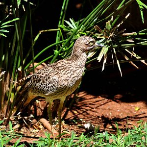 Cape Thick-knee