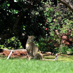Cheetah Exhibit