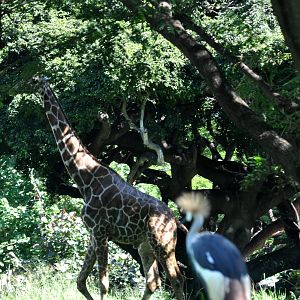 African Crowned Crane and Giraffe Exhibits