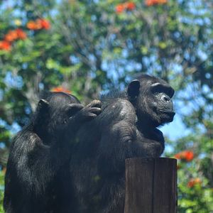 Chimpanzees