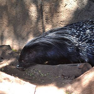 Crested Porcupine
