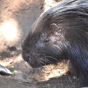 Crested Porcupine