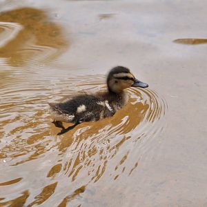 Duckling