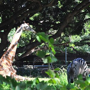 Giraffe and Plains Zebra