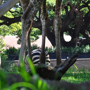 Giraffe, Zebra, and Ostrich