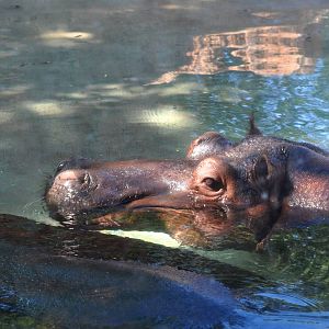 River Hippopotamus Exhibit