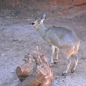 Klipspringer