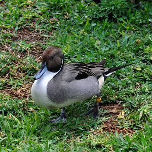 Northern Pintail