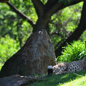 Cheetahs