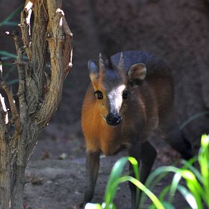 Red-flanked Duiker