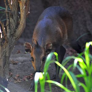 Red-flanked Duiker