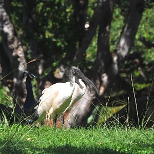 Sacred Ibis and Indian Peafowl