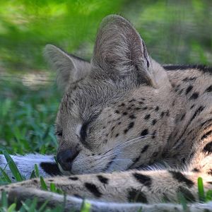 Serval