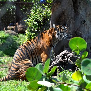 Sumatran Tiger