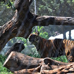 Sumatran Tiger