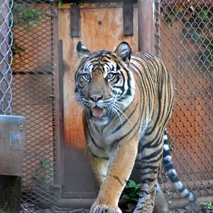 Sumatran Tiger