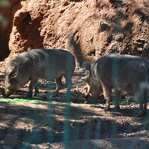 Warthog Exhibit