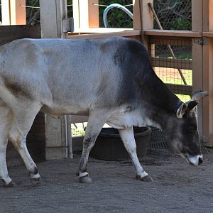 Zebu cow