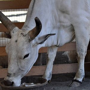 Zebu bull