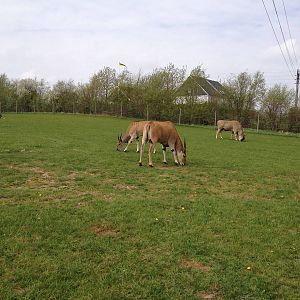 Eland grazing