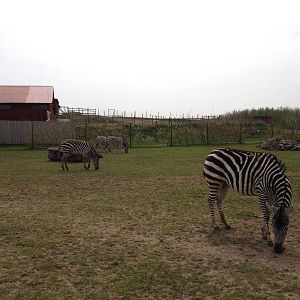 Chapman's- and Grant's Zebra