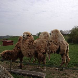 Camels in wonderful enclosure