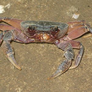 land crab