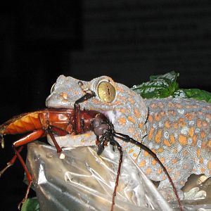 tokay gecko (Gekko gecko) with dinner