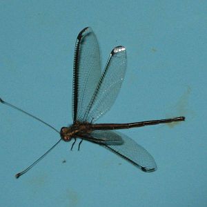 owlfly (Ascalaphidae)
