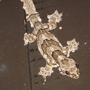 flying geckoes (Ptychozoon spp)