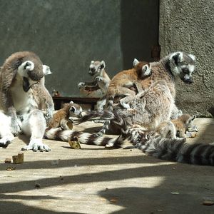 Ring-tailed lemur (Lemur catta)
