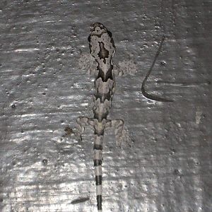 baby flying gecko (Ptychozoon sp)