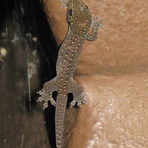 baby gecko