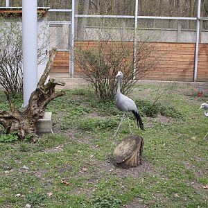 New aviary for Blue Cranes (Anthropoides paradisea)