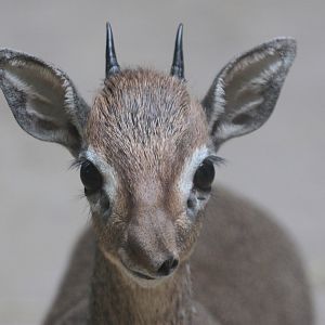 Kirk?s Dik-dik (Madoqua kirkii)