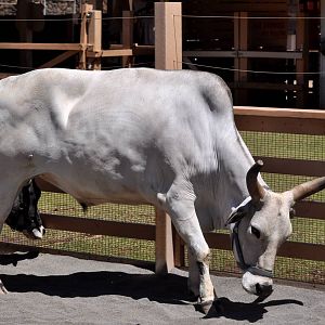 Zebu bull