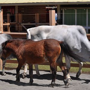 Zebu Cattle and Horse