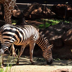Zebra, Giraffe, and Hill Mynah