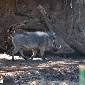 Warthog