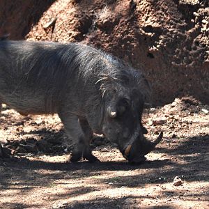 Warthog