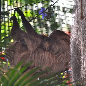 Two-toed Sloth