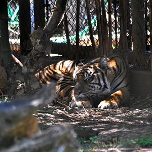 Sumatran Tiger