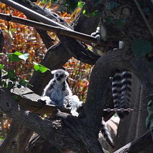 Ring-tailed Lemurs