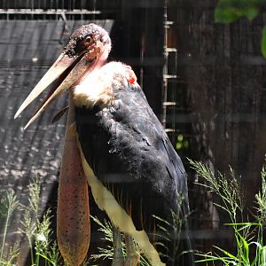 Marabou Stork