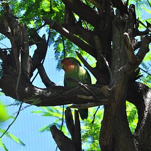 Peach-faced Lovebird