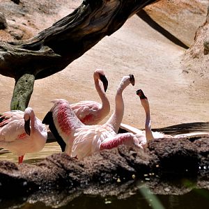 Lesser Flamingos
