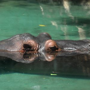 River Hippopotamus