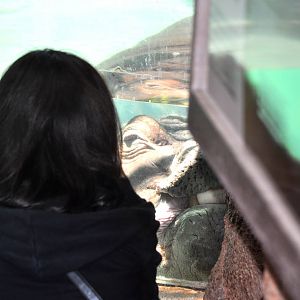 River Hippopotamus and Guest