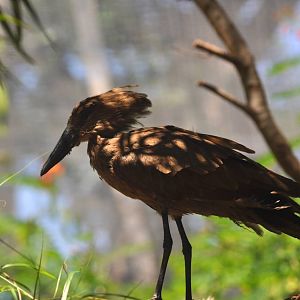 Hamerkop